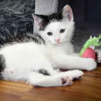 Thumbnail photo of WHY WE ARE BEST TO ADOPT FROM! #2