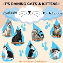 Thumbnail photo of WHY WE ARE BEST TO ADOPT FROM! #3