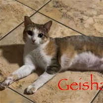 Thumbnail photo of Geisha #3
