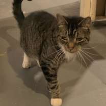 Thumbnail photo of Mittens #1