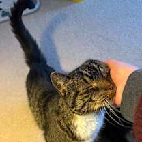 Thumbnail photo of Mittens #2