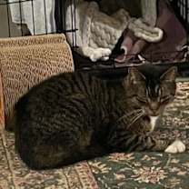 Thumbnail photo of Mittens #3