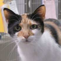 Thumbnail photo of Ginger #3