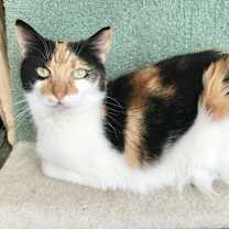 Thumbnail photo of Ginger #4
