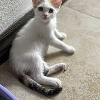 Thumbnail photo of Silvie #2