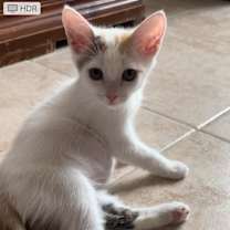 Thumbnail photo of Silvie #3