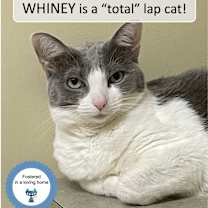 Thumbnail photo of Whiney #1
