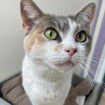Thumbnail photo of Peanut #3