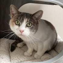 Thumbnail photo of Peanut #4