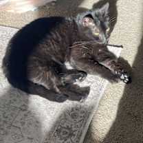 Thumbnail photo of PANTHY #1