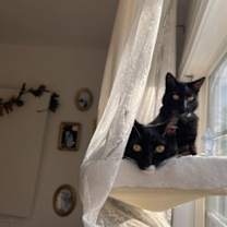 Thumbnail photo of PANTHY #2