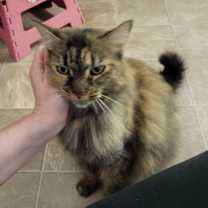 Thumbnail photo of Puffin #1
