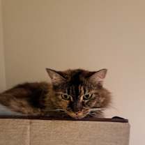Thumbnail photo of Puffin #2