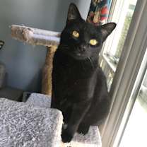 Thumbnail photo of Dove #1