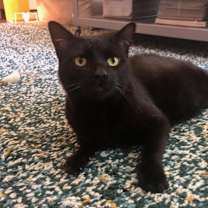 Thumbnail photo of Dove #2