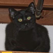 Thumbnail photo of Topaz #1