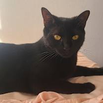 Thumbnail photo of Ringo #4