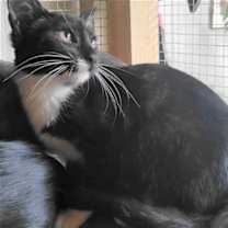 Thumbnail photo of A-Junie - Barn Cat #2