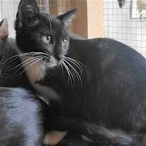 Thumbnail photo of A-Junie - Barn Cat #3