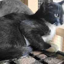 Thumbnail photo of A-Junie - Barn Cat #4