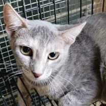 Thumbnail photo of A-Ellia - Barn Cat #1