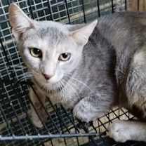 Thumbnail photo of A-Ellia - Barn Cat #2