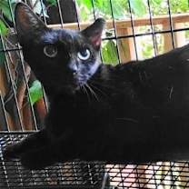 Thumbnail photo of A-Mitzy Barn Cat #2