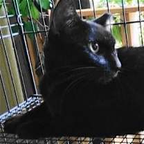 Thumbnail photo of A-Mitzy Barn Cat #3