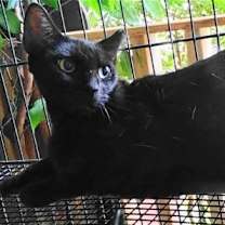 Thumbnail photo of A-Mitzy Barn Cat #4