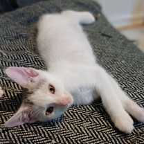 Thumbnail photo of Waffles #1