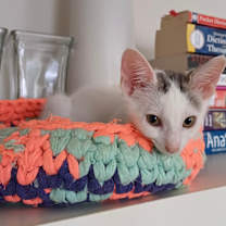 Thumbnail photo of Waffles #2