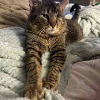 Thumbnail photo of Mr. Tom #1