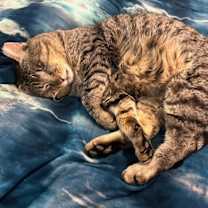 Thumbnail photo of Mr. Tom #2