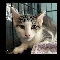 Thumbnail photo of Flash #3