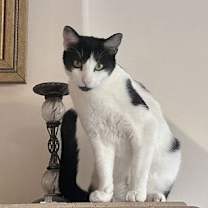 Thumbnail photo of Sticky Toffee #1