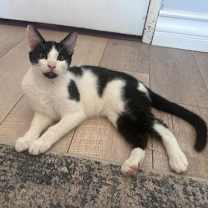 Thumbnail photo of Sticky Toffee #2