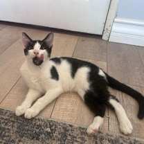 Thumbnail photo of Sticky Toffee #3