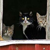 adopt-pet