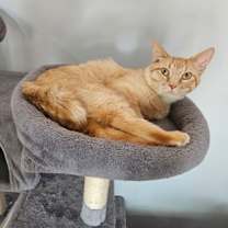 Thumbnail photo of Wonton #1