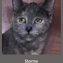 Thumbnail photo of Stormy #1
