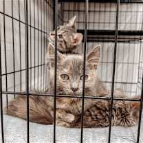 Thumbnail photo of Stormy #2