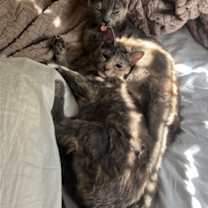 Thumbnail photo of Stormy #3