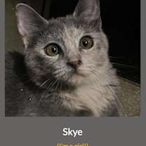 Thumbnail photo of Skye #1
