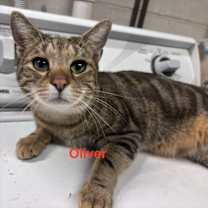 Thumbnail photo of Oliver: Not at shelter (Barbe) #1