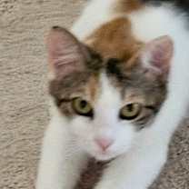 Thumbnail photo of Cali #1