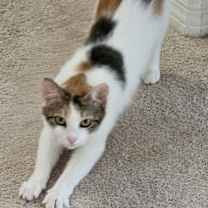 Thumbnail photo of Cali #3