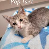 Thumbnail photo of Poptart #2