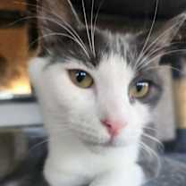 Thumbnail photo of Teddie #4