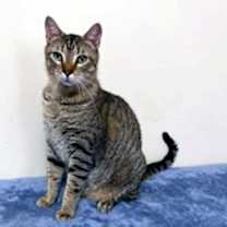 Thumbnail photo of CUTIE PIE #2