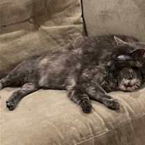 Thumbnail photo of Stormy #4